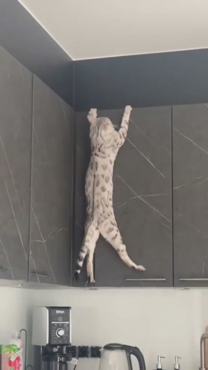 Kitty Ball - Bola inteligente